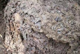 С���Ұ�����ɱ