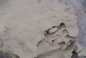 �������ذ��������ֳ�