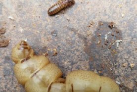 ����СȪ�����ڳ��޴��Ϻ�